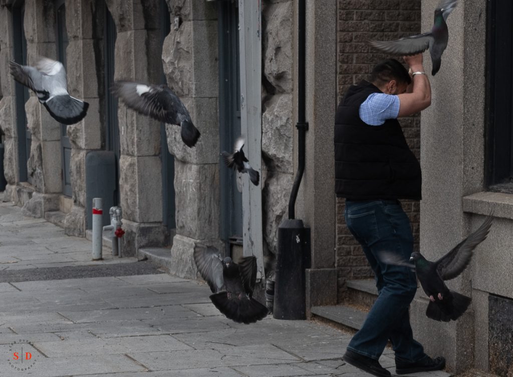 A man is surrounded by flying birds in Old Montreal, Quebec, Canada